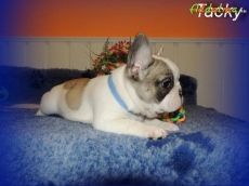 Francia bulldog-FCI