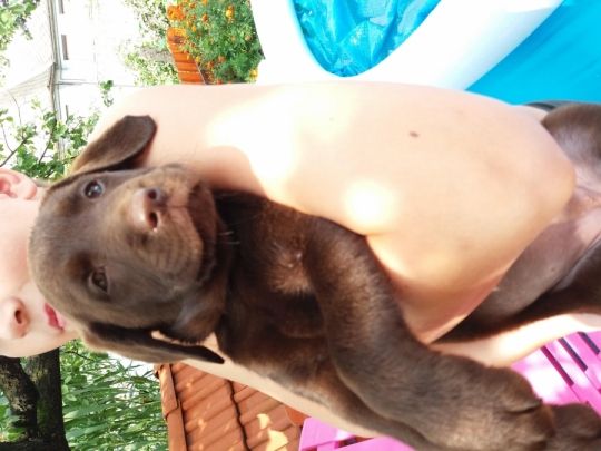 Gyönyörű csoki színű labrador kiskutyák