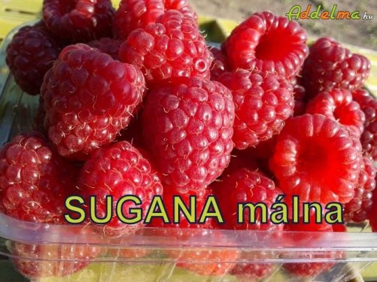 Sugana málna, málnatő