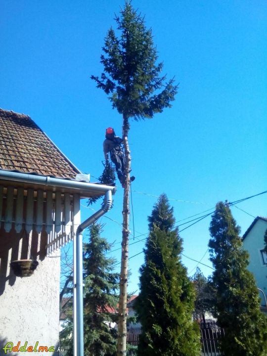 Galyazás, darabolás, fakivágás, favágás