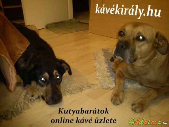 Kutyabarátok kávés online network marketing üzlete