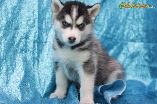 Szibériai husky kölykök
