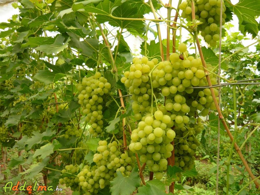 Nagy szemű fehér szőlő