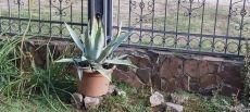 Aloe vera ELADÓ!