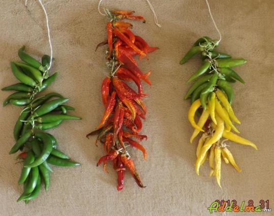 Csípős paprika mag