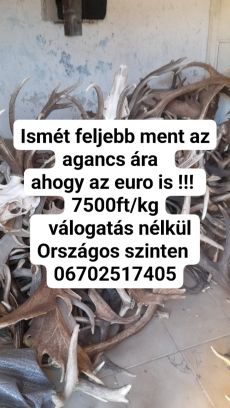 Agancs felvasarlas gim és dám egyaránt ország egész területén