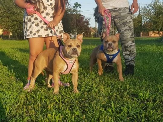 American bully pocet