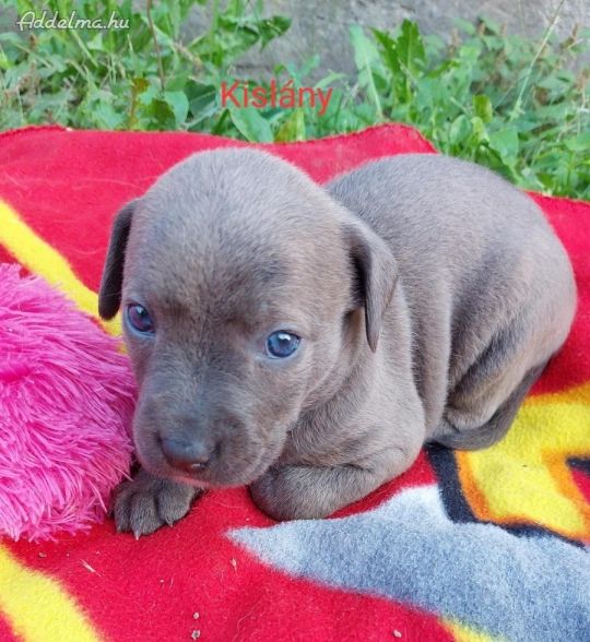 Amerikai staffordshire terrier