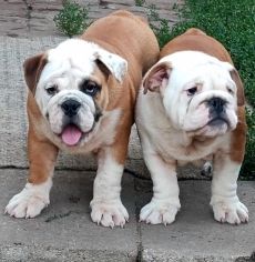 Angol bulldog kiskutyák