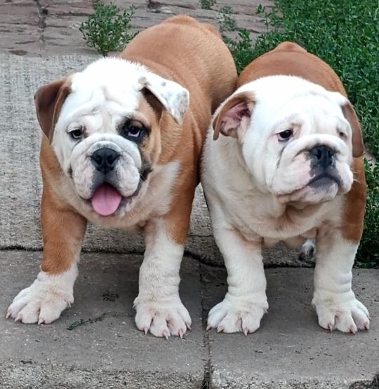 Angol bulldog kiskutyák