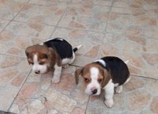 Beagle kiskutyák eladók