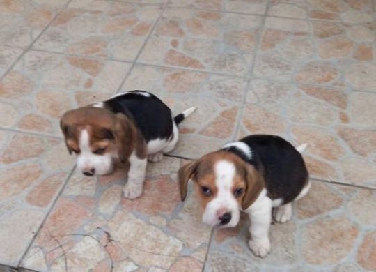Beagle kiskutyák eladók