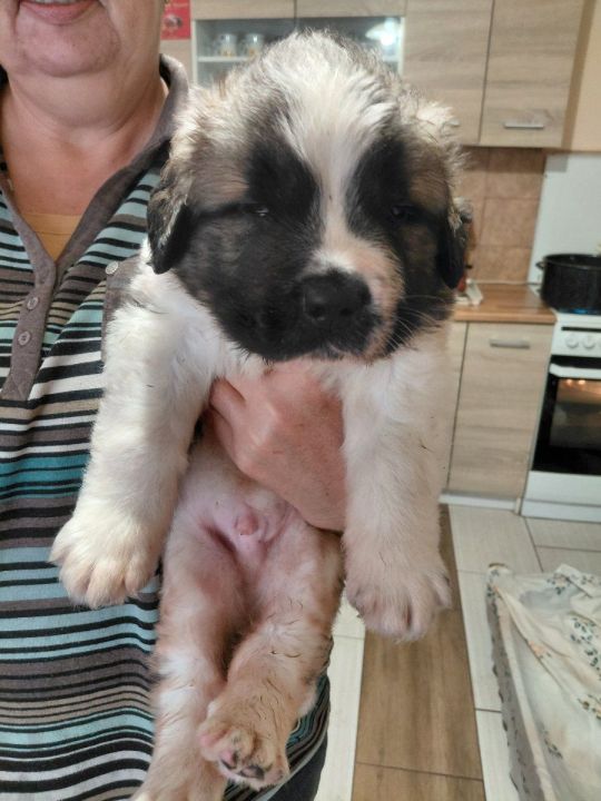 Bernáthegyi kan kiskutya eladó