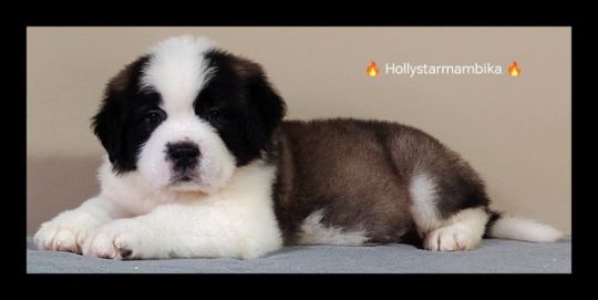 Bernáthegyi kiskutyák