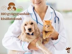 Bio gyógygombák kisállatoknak