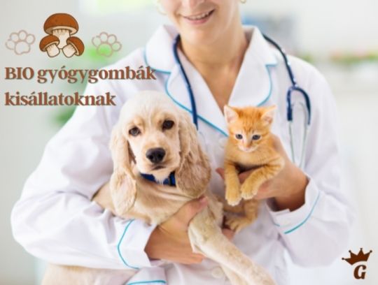 Bio gyógygombák kisállatoknak