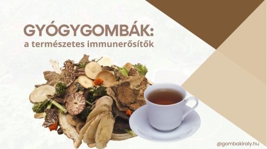 BIO gyógygombák Szegeden