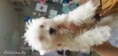 Bishon havanese