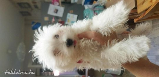 Bishon havanese