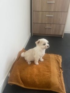 Bishon Havanese