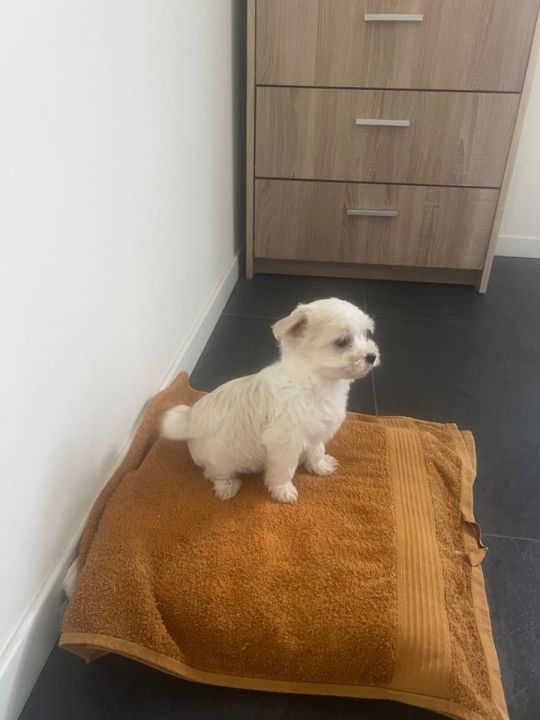 Bishon Havanese