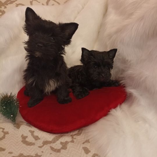 Black yorkshire terrier kiskutyák