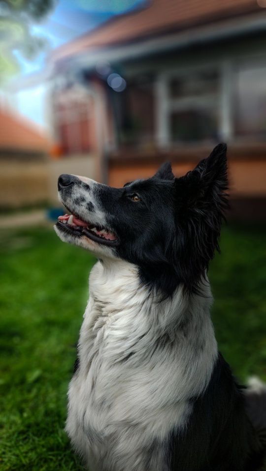 Border collie szuka fedeztetőt keres