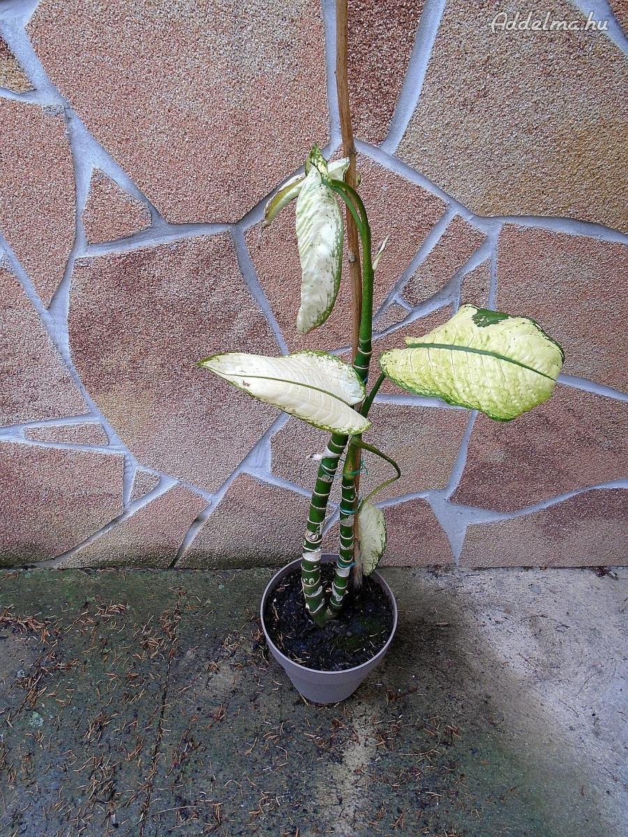 Buzogányvirág-Sárkányfa