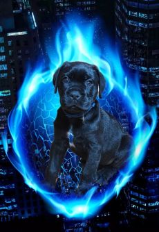 Cane corso kan gazdisodna