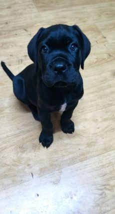 Cane corso kan gazdisodna