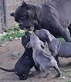 Cane Corso kiskutya