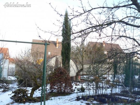 Ciprus / európai / fácskák eladók