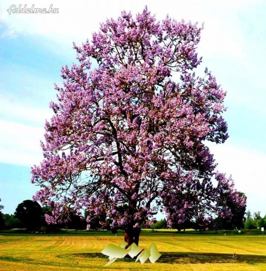 Császárfa mag , Paulownia mag 500db/1000ft