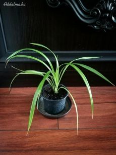 Csavarpálma (Pandanus veitchii)