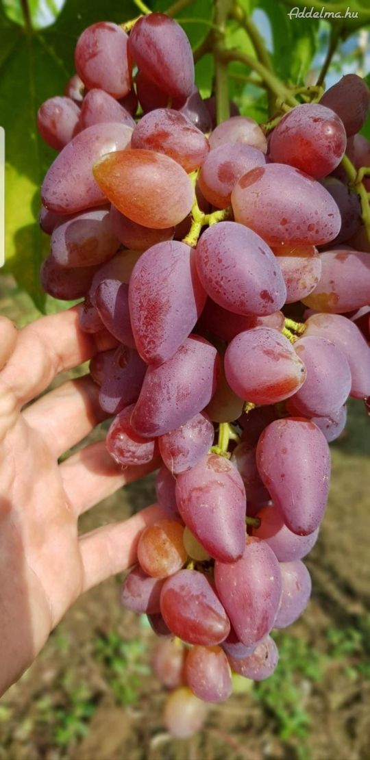 Csemegeszőlő vessző