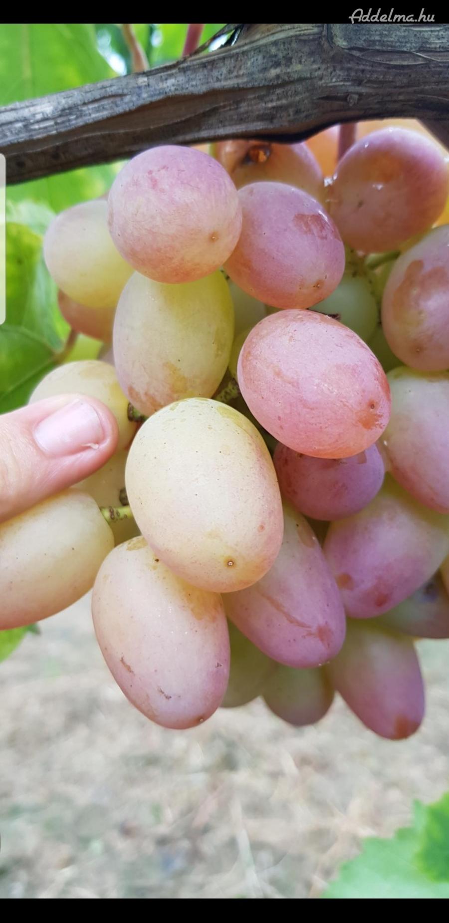 Csemegeszőlővessző