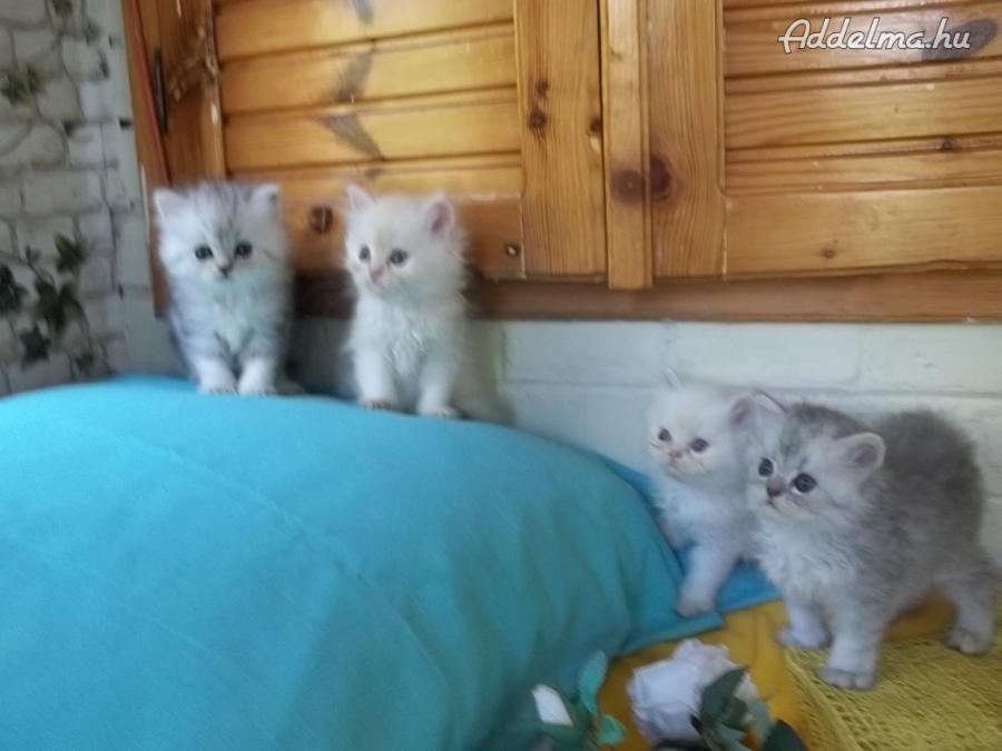 Csincsilla perzsa cicák