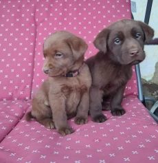 Csoki labrador kölyök