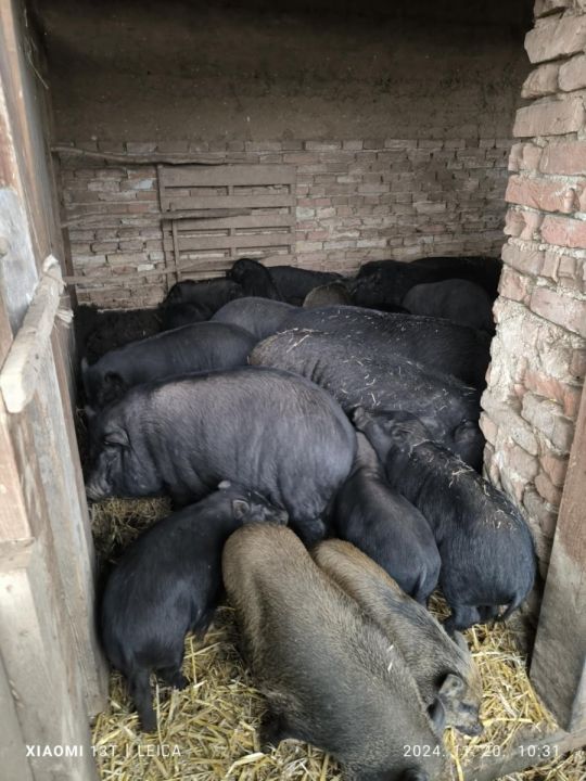 Csüngőhasú malacok