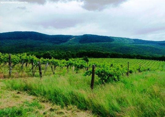 Eladásra kínálok Szendehelyen 11.700 m2-es szőlőültetvényt.