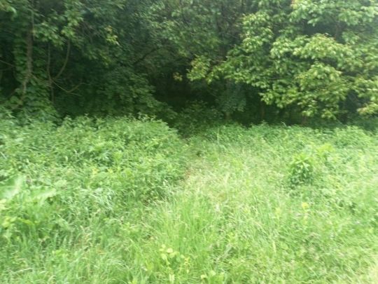 Eladó 10.403 m2-es gyümölcsös és szántó Vác Gombás dűlőben.