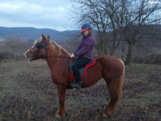 Eladó 20 éves haflingi félvér kanca!