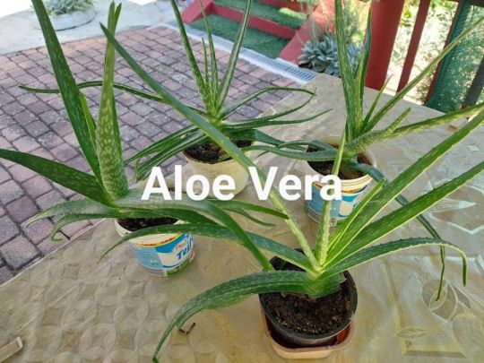 Eladó 4-cserép Aloe Vera növény