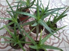 Eladó 7-cserép Aloe Vera növény