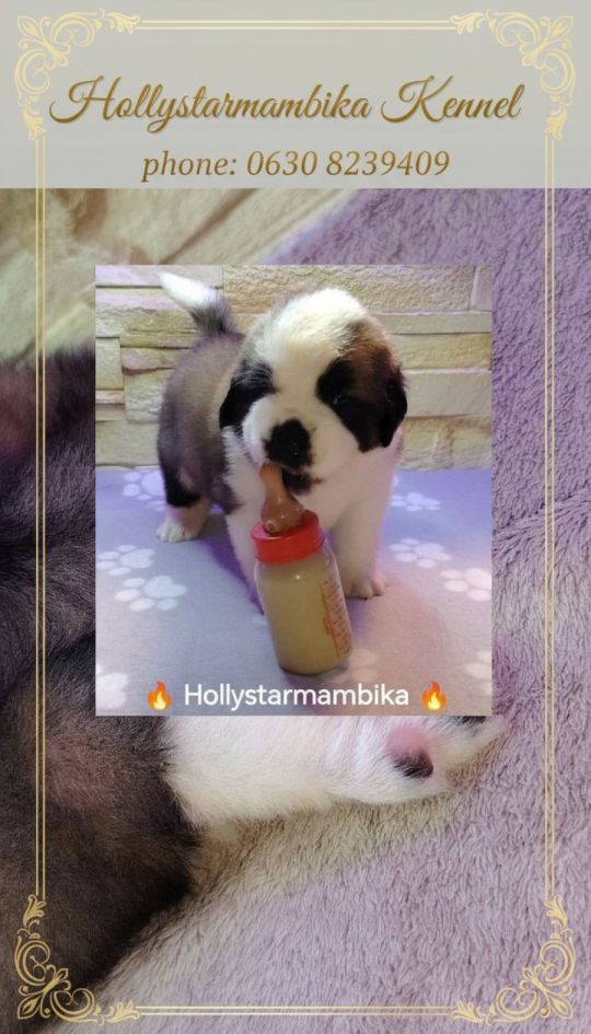 Eladó Bernáthegyi puppies