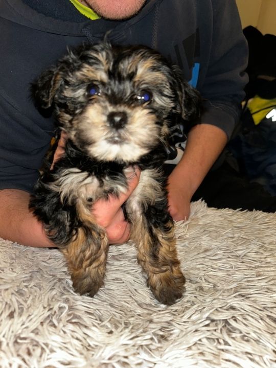 Eladó Bischon-Yorkshire-terrier keverék kiskutyák!