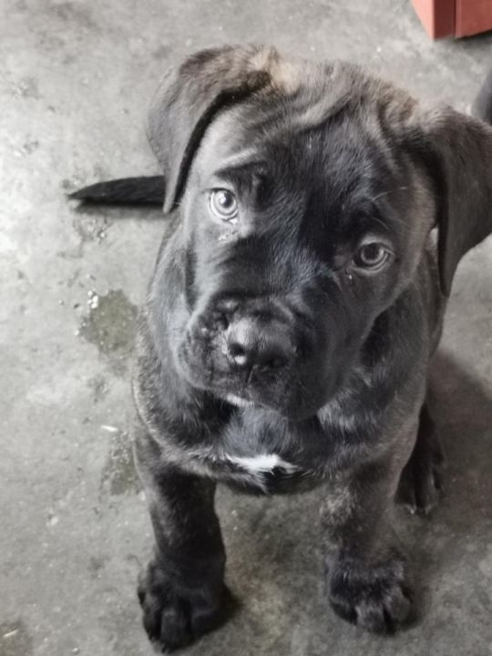 Eladó Cane Corso kiskutya