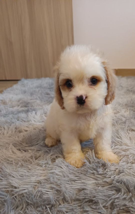 Eladó cavapoo kutyusok