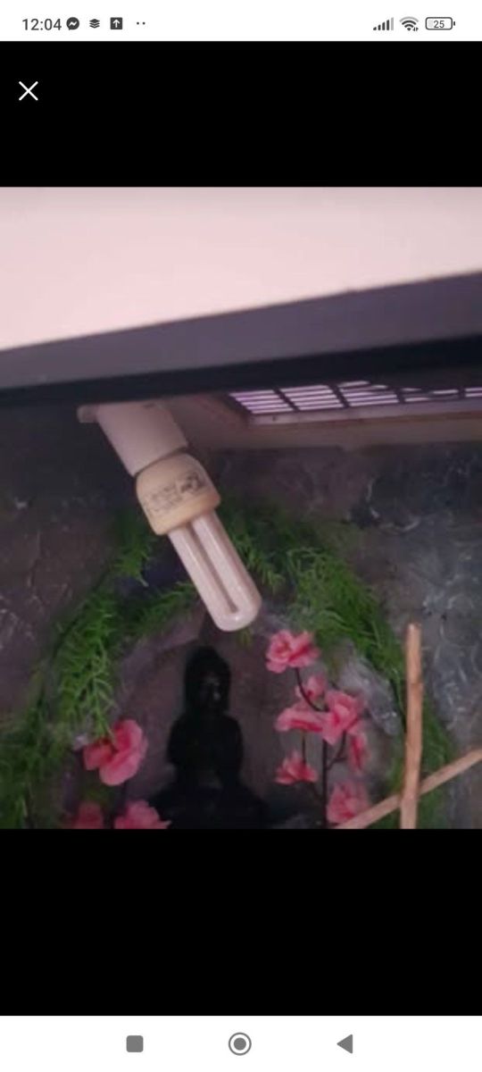 Eladó egy egyedi hátterezésű álló fa terrarium