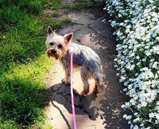 Eladó mini yorki